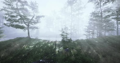 Misty Forest Landscape with Sunlight Filtering Through Trees and Fog