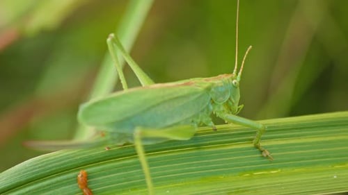 camouflaged green Grasshopper On Green Plant Leaf. close-up
