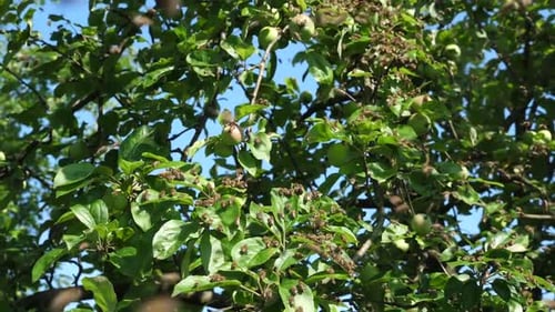 59s. A bee swarm flies out of the hive and concentrates in a ball on an apple tree. The concept of b