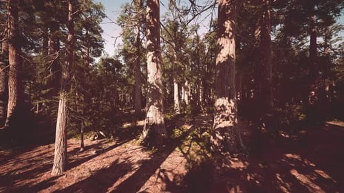 Famous Sequoia Park and Giant Sequoia Tree at Sunset