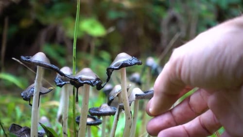 Inky Cap Mushroom (Coprinopsis atramentaria)