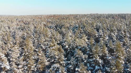 Aerial view from the top in the middle of the winter forest. slowly flying forward, sunny day, blue