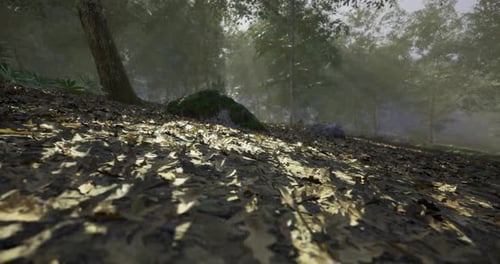 Sunlight Filters Through Trees Creating Patterns on the Forest Floor