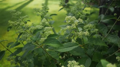Hydrangea in the garden with small flower buds, panning shot
