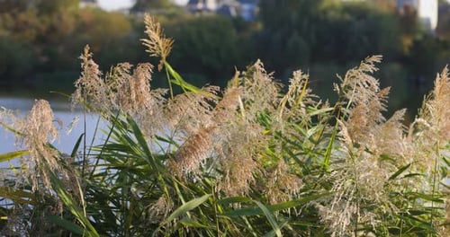 Sunlit reeds sway gently by the edge of a calm lake, their golden hues contrasting