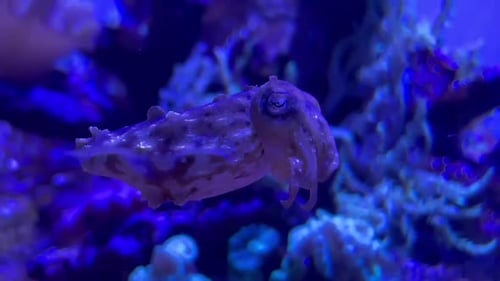 Cuttlefish Swimming Underwater near Coral Reef