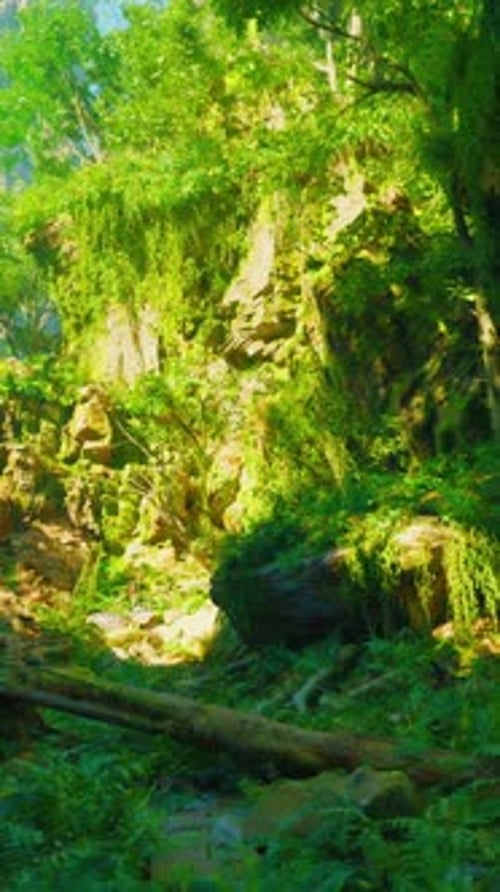 A Lush Green Forest Filled with Lots of Trees