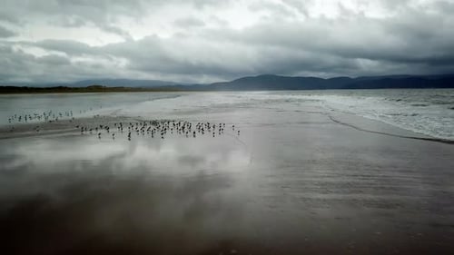 Flock of birds majestically take flight from a wide sandy Irish beach. They fly to the ocean.