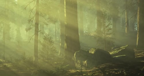 Sunlight Filtering Through Trees in a Serene Forest Landscape