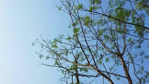 Up view of sky through trees
