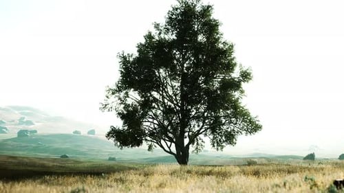 Landscape with a Hill and a Single Tree at Sunrise with Warm Light