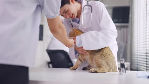 Asian veterinarian examine cat during appointment in veterinary clinic.