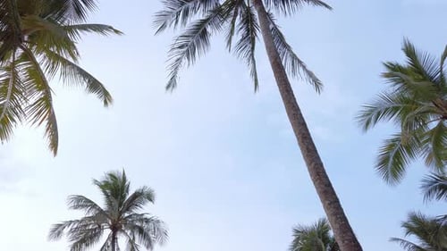 View of coconut palm trees against sky near beach on the tropical island with sunlight through. Coco