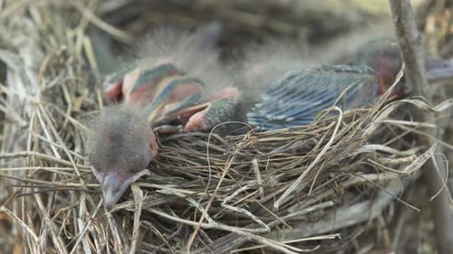 Newborn baby birds in nest panting from heat. Close up view of young birds just hatched alone in nex