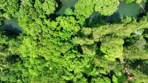 The winding river amidst the vibrant green forest.