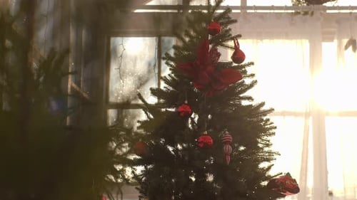 Christmas Tree With Red Ornaments Lit By Window Light