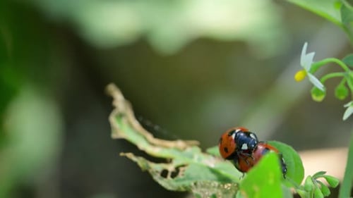 Bright red ladybug beetle with black dots matting in Garden