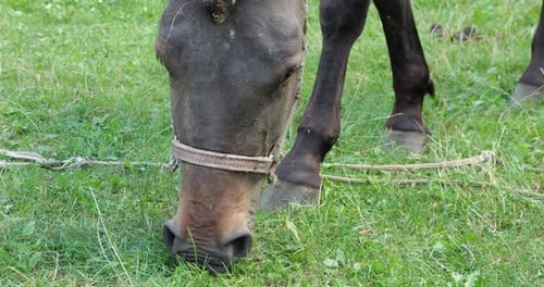A horse eats grass in a meadow in the countryside.