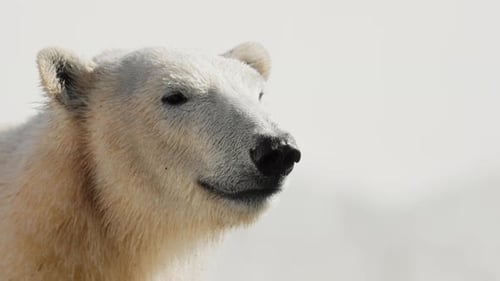 Beautiful Portrait Footage of Polar Bear in Nature Landscape