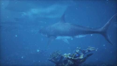 A Great White Shark Swimming in the Ocean