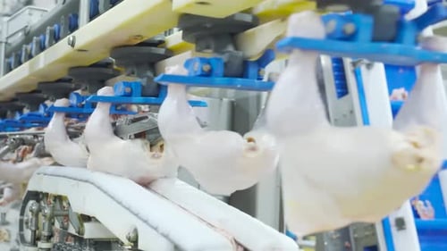 La chaîne de montage d'une usine de découpe de poulets sur convoyeur ferroviaire passe à une scie circulaire automatique coupée en deux