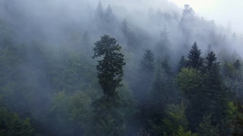 Aerial view orbiting around a tall evergreen tree of a dark mountain forest with big moody white clo