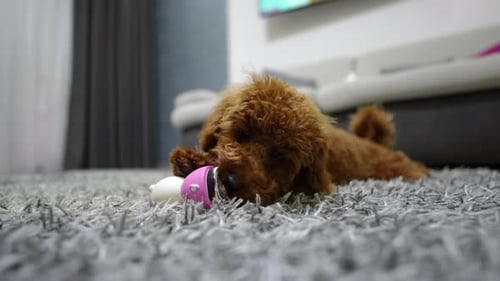 Small Domestic Dog Gnaws Rubber Toy