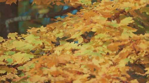 Goldene Herbstblätter eines Ahornbaums