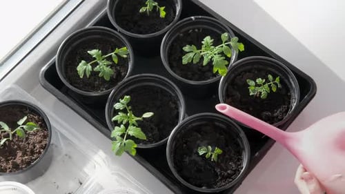 Watering Tomato Seedlings Indoors with Pink Watering Can