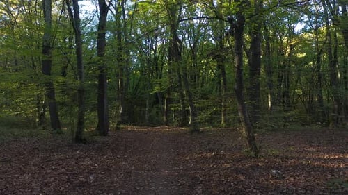 Flying through forest trees branches with a drone aerial view