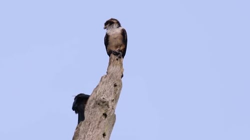 Majestic Bird Perched on Tree Branch Against Blue Sky