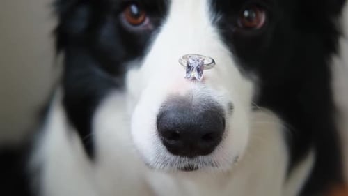 Engagement Ring on Dog's Nose Close Up