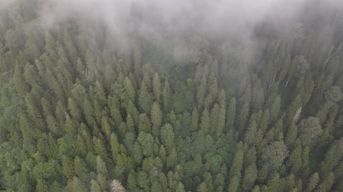 Drone view of green pine forest covered with coniferous fog