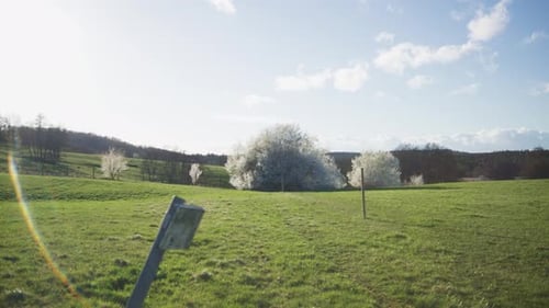 Schwarzer Mann im Hoodie geht im Rahmen auf einen großen Baum zu - Geheimnisvoller himmlischer weißer Baum im Feld in