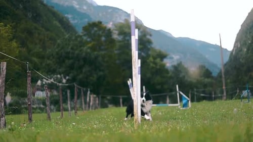 Happy Dog Agility Training in Green Field