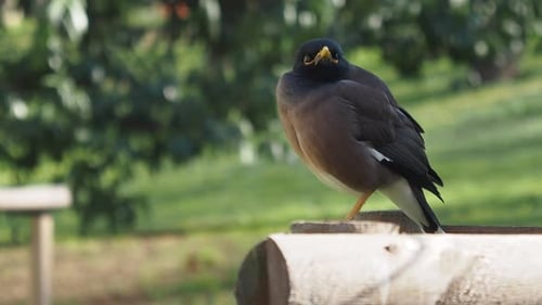 A Gorgeous Black Bird is Perched on a Wooden Surface Against a Lush Green Background