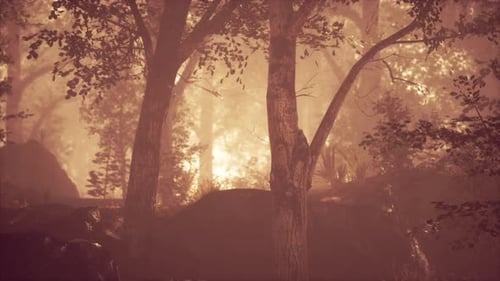 Summer Fog in the Forest