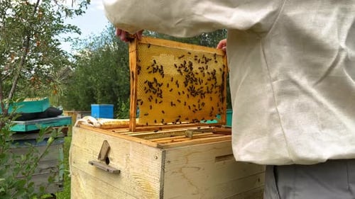 Der Imker holt in seinem Bienenhaus die Wabe mit den Bienen aus dem Bienenstock