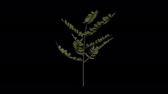 Black Locust Sapling blowing in the wind. Alpha Channel. Loop Animation ...