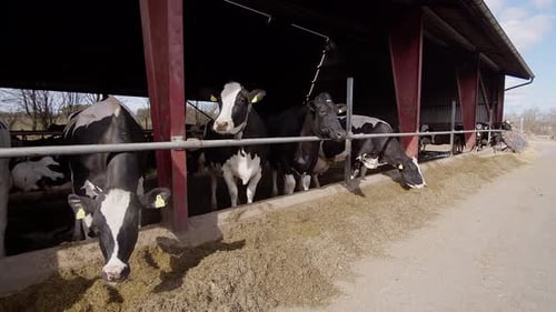 Modern farm barn with milking cows eating hayCows in cowshed,Calf feeding on farm,Agriculture indust
