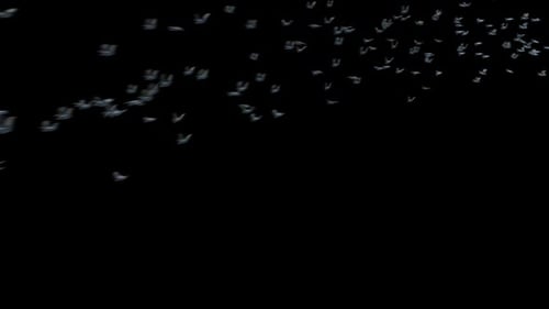 Dynamic Flock of Birds Flying Across Frame
