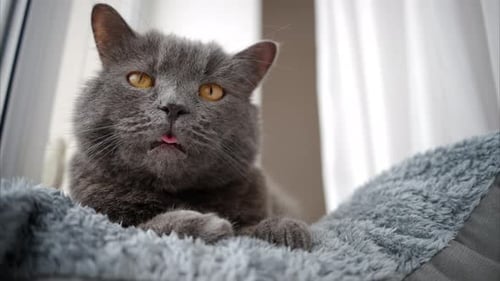 Nahaufnahme einer britischen Kurzhaarkatze mit orangefarbenen Augen, die auf dem Bett liegt
