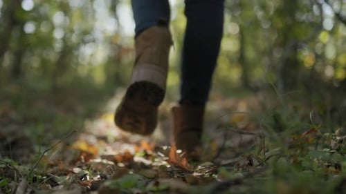 Walking Through the Woods Exploring a Leafy Forest Path