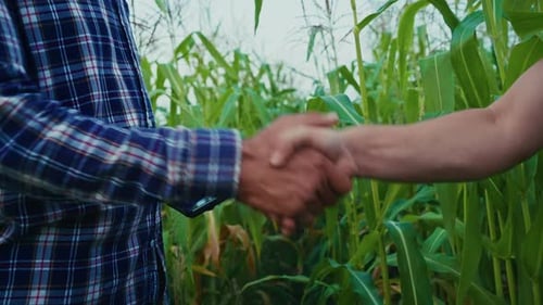 Farmers Shaking Hands in Corn Field with Tablet
