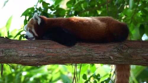 Close up shot of a cute Red panda (Ailurus fulgens) resting on a tree branch on a tranquil day.
