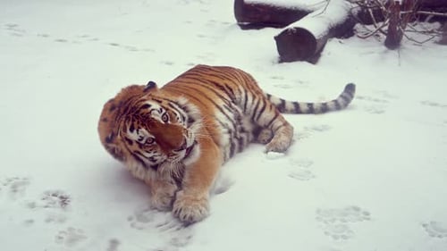 4K120 Fps Super Slow Motion Video of Big Male Siberian Tiger Panthera Tigris Altaica in Cold Winter