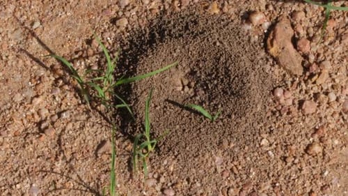 Le minuscule bac à sable où l'Antlion guette