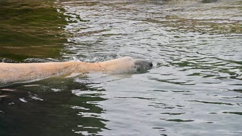 Eisbär schwimmt unter Wasser im Zooreservat