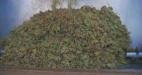 A truck downloads a freshly harvested grape waterfall in the vineyard ready to be crushed for wine