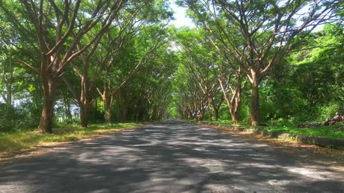 Trees on the side of the road.